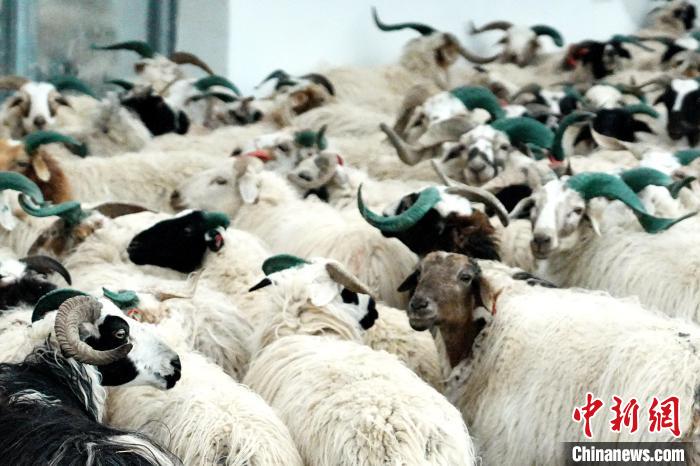 圖為被評(píng)為國(guó)家農(nóng)產(chǎn)品地理標(biāo)志保護(hù)產(chǎn)品的剛察藏羊進(jìn)場(chǎng)入圈。　蔡志睿 攝