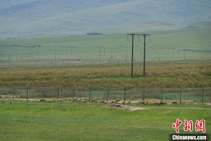 圖為成群普氏原羚在草場上愜意覓食，悠閑自在?！●R銘言 攝