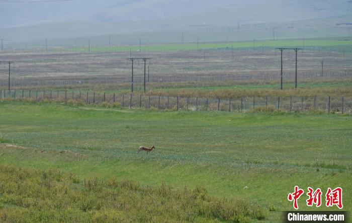 圖為一只普氏原羚在草場上奔跑?！●R銘言 攝