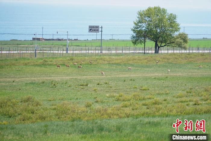 圖為成群普氏原羚在草場上愜意覓食，悠閑自在?！●R銘言 攝