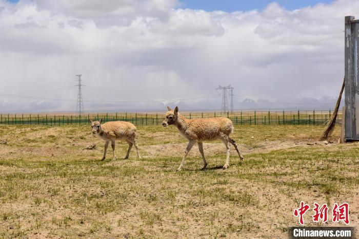 圖為可可西里國(guó)家級(jí)自然保護(hù)區(qū)內(nèi)的藏羚羊。　張虎魁 攝
