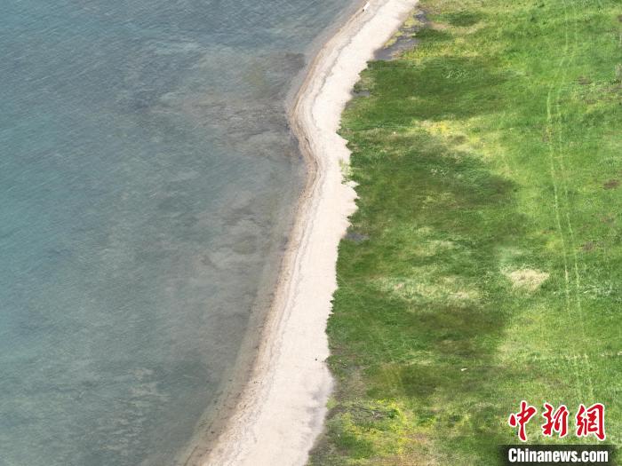 圖為航拍仲夏時節(jié)，青海湖畔綠茵如毯。　祁增蓓 攝