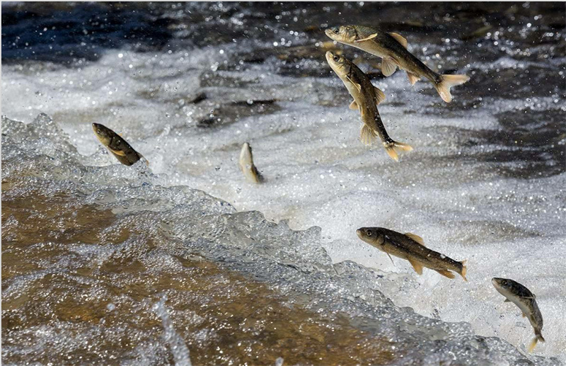 湟魚洄游。才旦桑吾攝