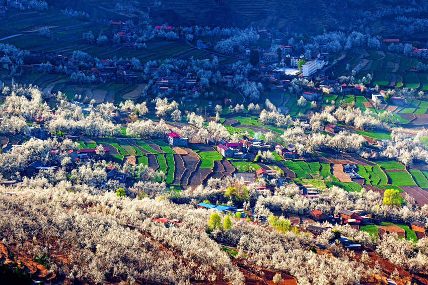 大金川上看梨花，梨云悠悠，滿山遍野潔白一片。金川縣供圖