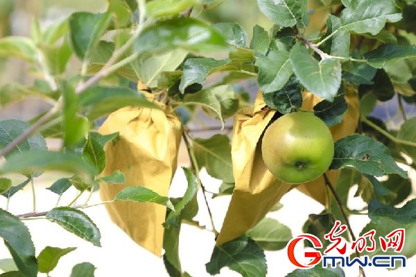 我們的家園｜小蘋果帶動大產(chǎn)業(yè)，帶你看看這座阿壩州小村的鄉(xiāng)村振興新模式