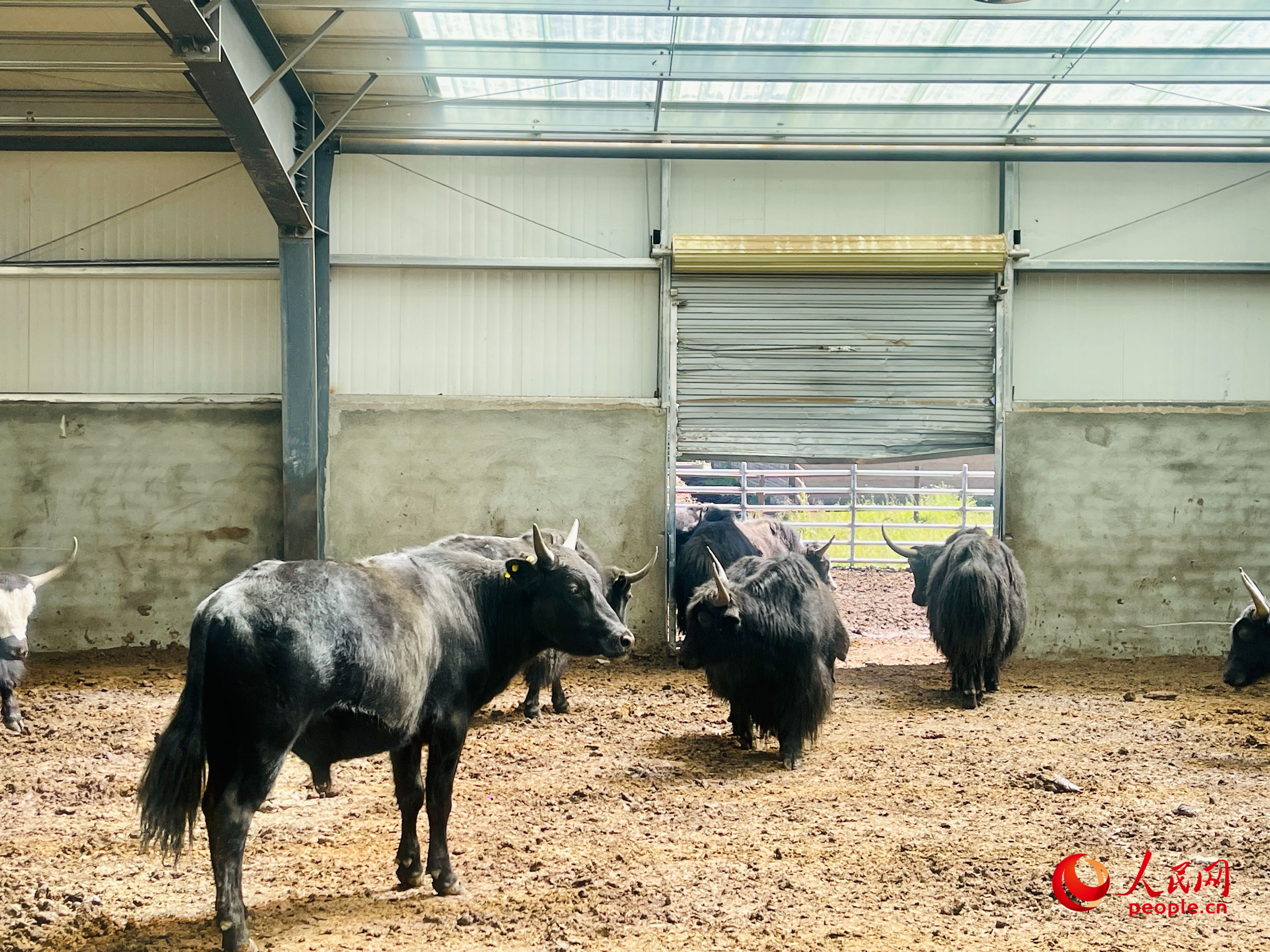 唐日合作社里養(yǎng)殖的牦牛。人民網(wǎng) 周靜圓攝
