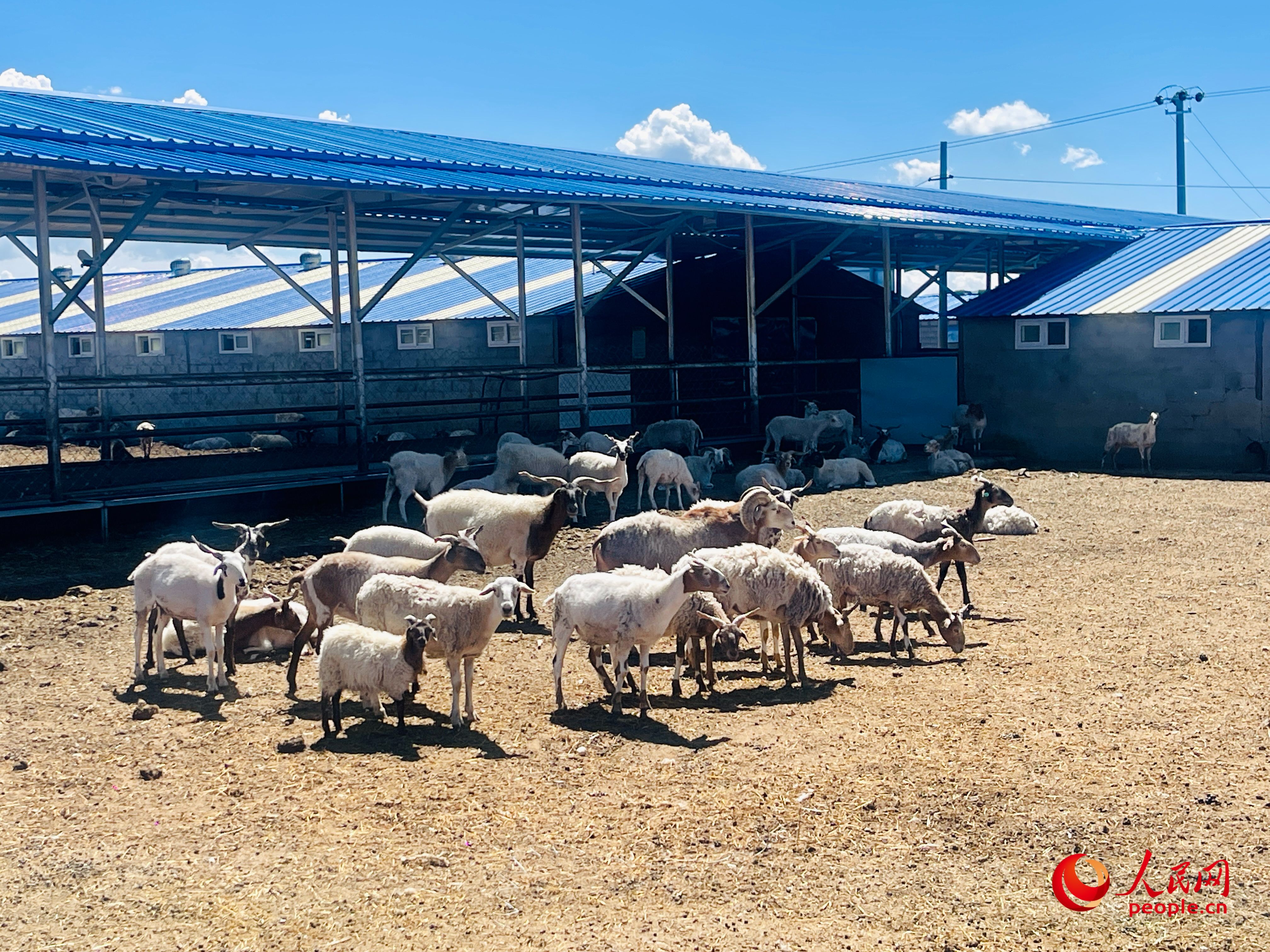 唐日合作社里養(yǎng)殖的羊。人民網(wǎng) 周靜圓攝