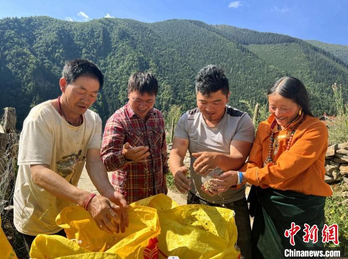 四川金川:高原青稞迎豐收