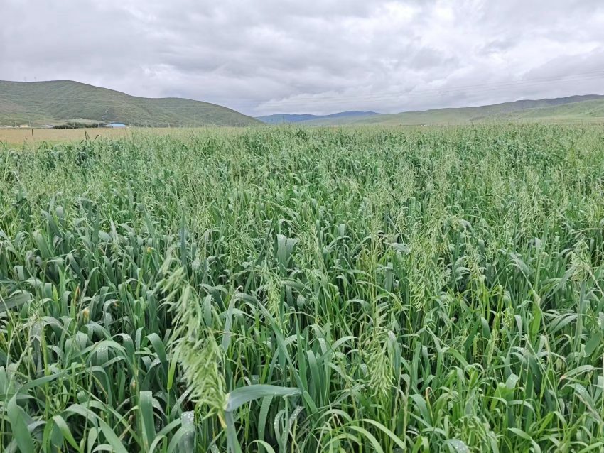 四川省阿壩州紅原縣草場(chǎng)。阿壩州紅原縣科學(xué)技術(shù)和農(nóng)業(yè)畜牧局供圖