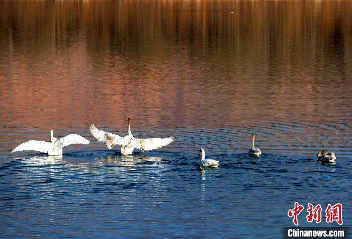 青海:野生大天鵝群在黃河越冬高原冬日添靚景
