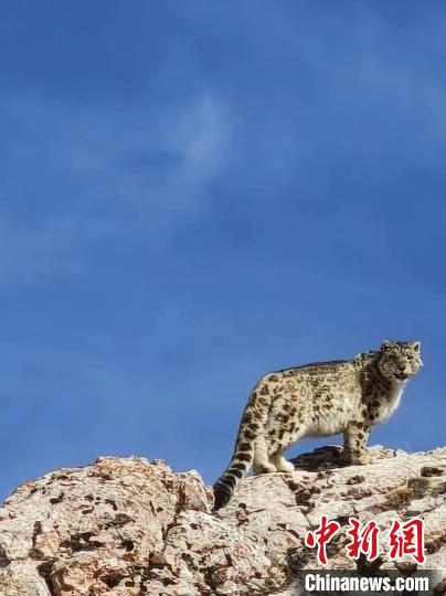 雪豹“巡山”！黃河源頭生態(tài)管護(hù)員近距離偶遇雪豹