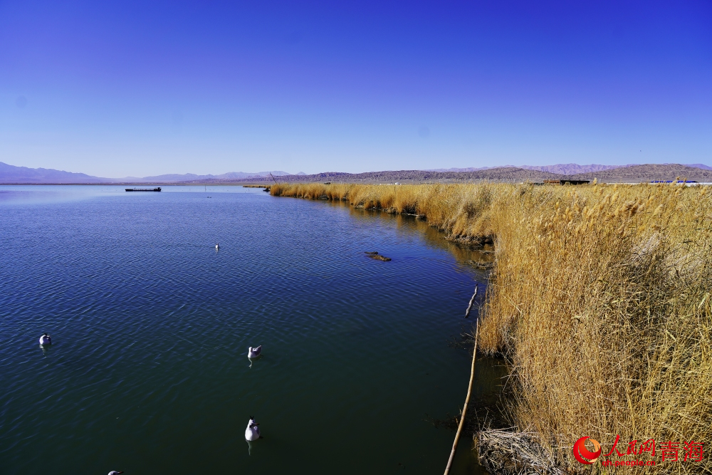 可魯克湖秋色如畫。人民網(wǎng) 陳明菊攝