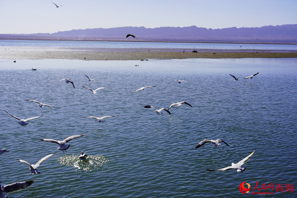 可魯克湖水鳥群飛。人民網(wǎng) 陳明菊攝