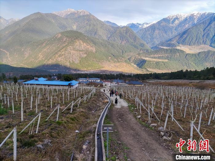 西藏林芝下察隅鎮(zhèn)的獼猴桃種植園?！〗w波 攝