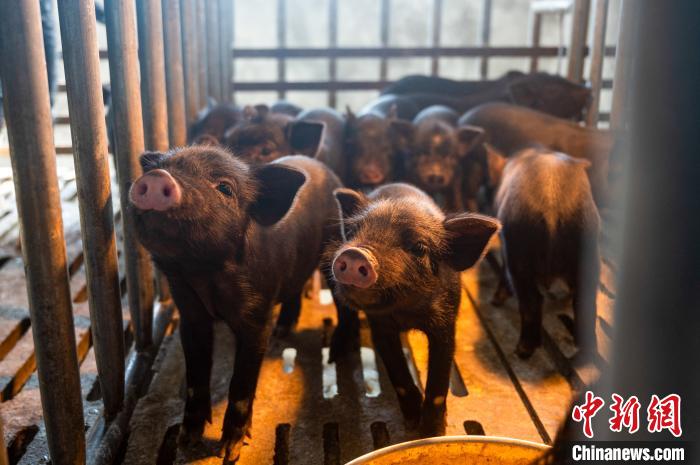 西藏林芝藏豬產(chǎn)業(yè)走上標(biāo)準(zhǔn)化、產(chǎn)業(yè)化之路