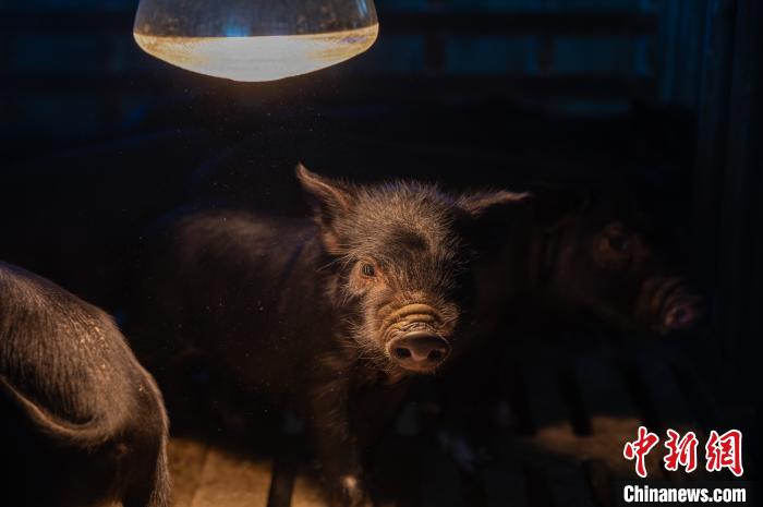 圖為藏豬被稱為“高原之珍”，以口感佳、營(yíng)養(yǎng)價(jià)值高而聞名。　何蓬磊 攝