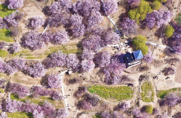 世外桃源！一組圖告訴你，西藏林芝桃花能有多美