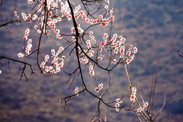 世外桃源！一組圖告訴你，西藏林芝桃花能有多美