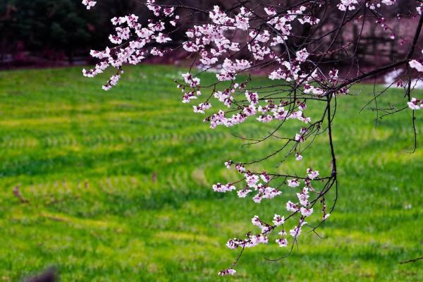世外桃源！一組圖告訴你，西藏林芝桃花能有多美