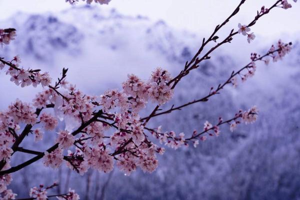 世外桃源！一組圖告訴你，西藏林芝桃花能有多美