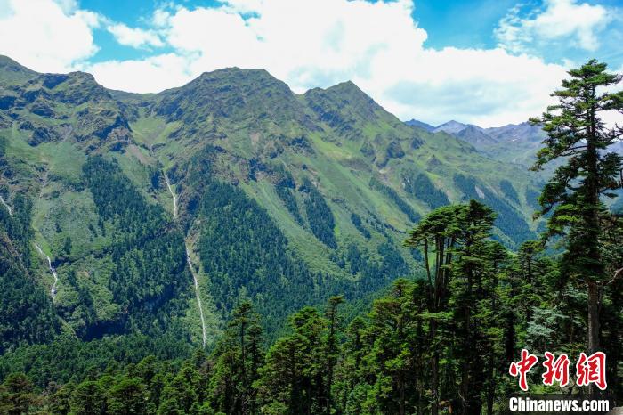 圖為西藏玉麥鄉(xiāng)森林資源。(資料圖) 江飛波 攝