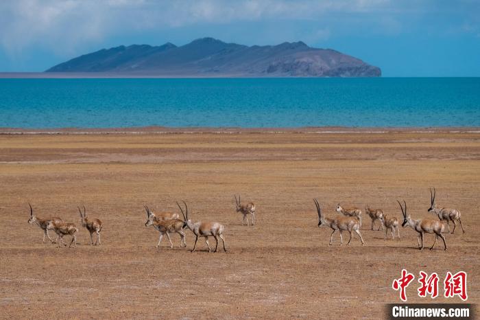 圖為西藏第一大湖色林錯(cuò)湖畔的藏羚羊群休閑覓食?！〗w波 攝