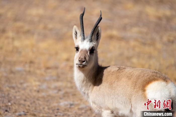 圖為西藏藏原羚，藏原羚是青藏高原特有種，也被稱為西藏黃羊?！〗w波 攝