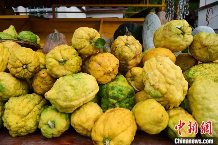 墨脫大檸檬，學(xué)名香櫞，和檸檬均為蕓香科植物。(<a target='_blank' href='/'><p  align=