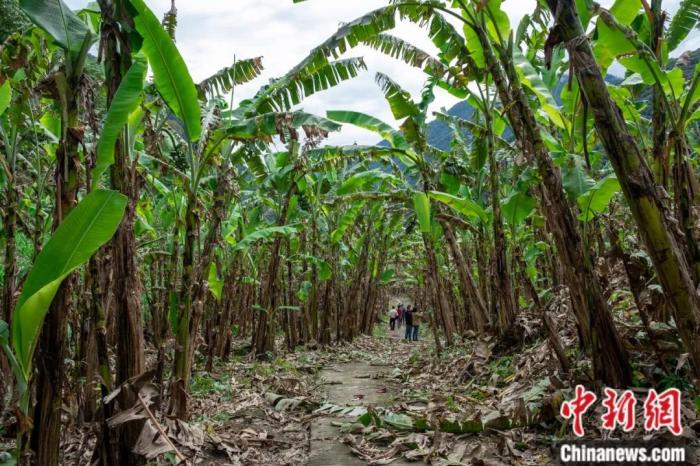 墨脫公路沿線的芭蕉林。
