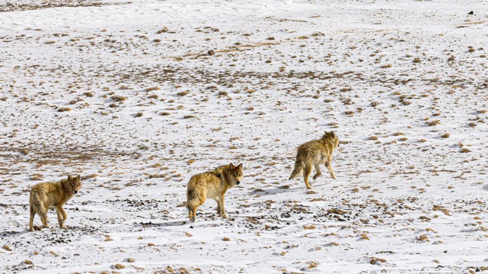 狼。金阿次仁攝