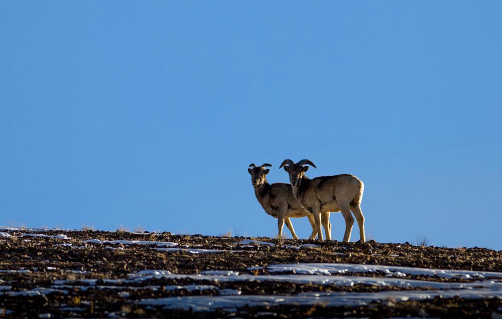 盤羊。金阿次仁攝
