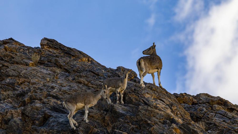 巖羊。金阿次仁攝