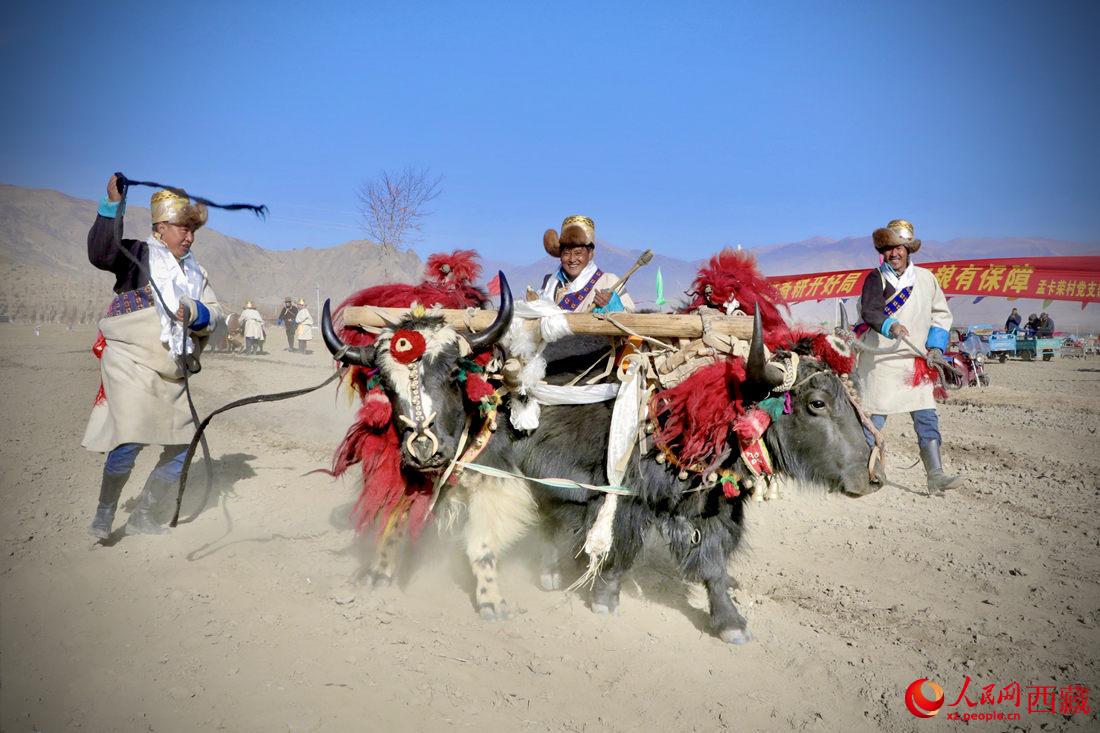 在過去漫長的歲月里，牦牛是農(nóng)耕的主力，“二牛抬杠”代表了一個(gè)時(shí)代。人民網(wǎng) 次仁羅布攝