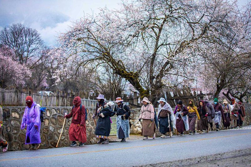 下雨了，漫步在桃花下的村民。張靜攝