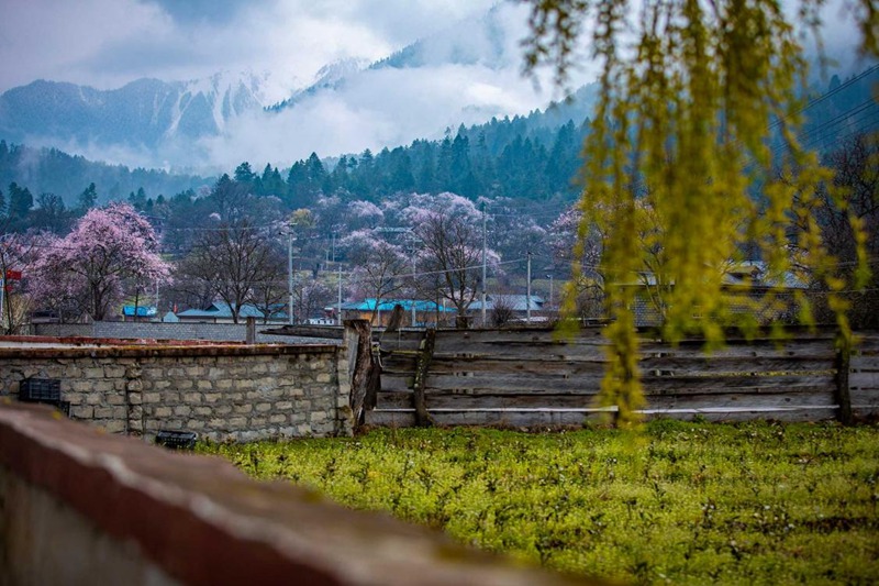 桃花深處的村莊。張靜攝
