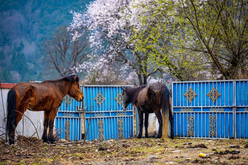 桃花下村莊。張靜攝
