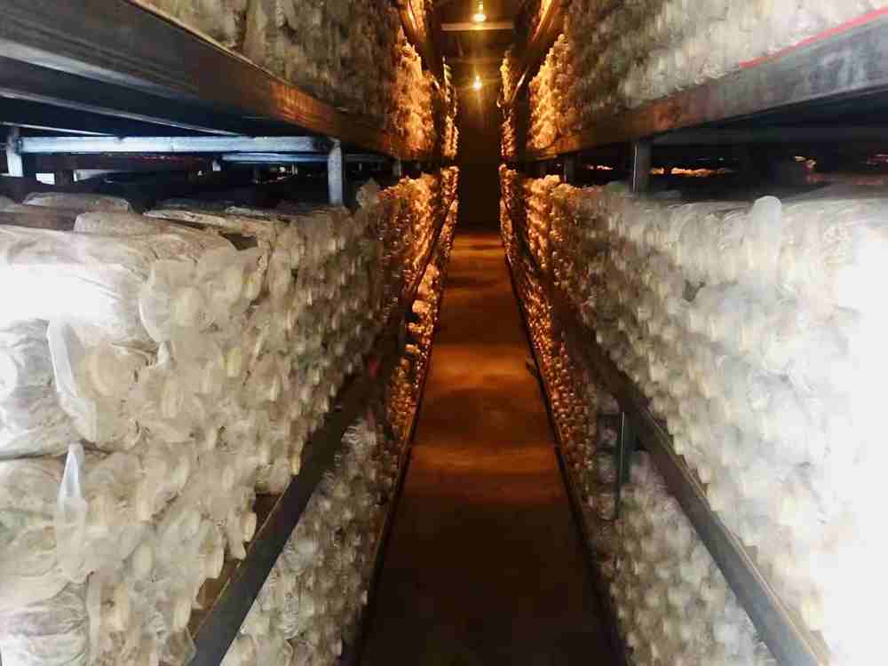 菌棒培育。索扎攝