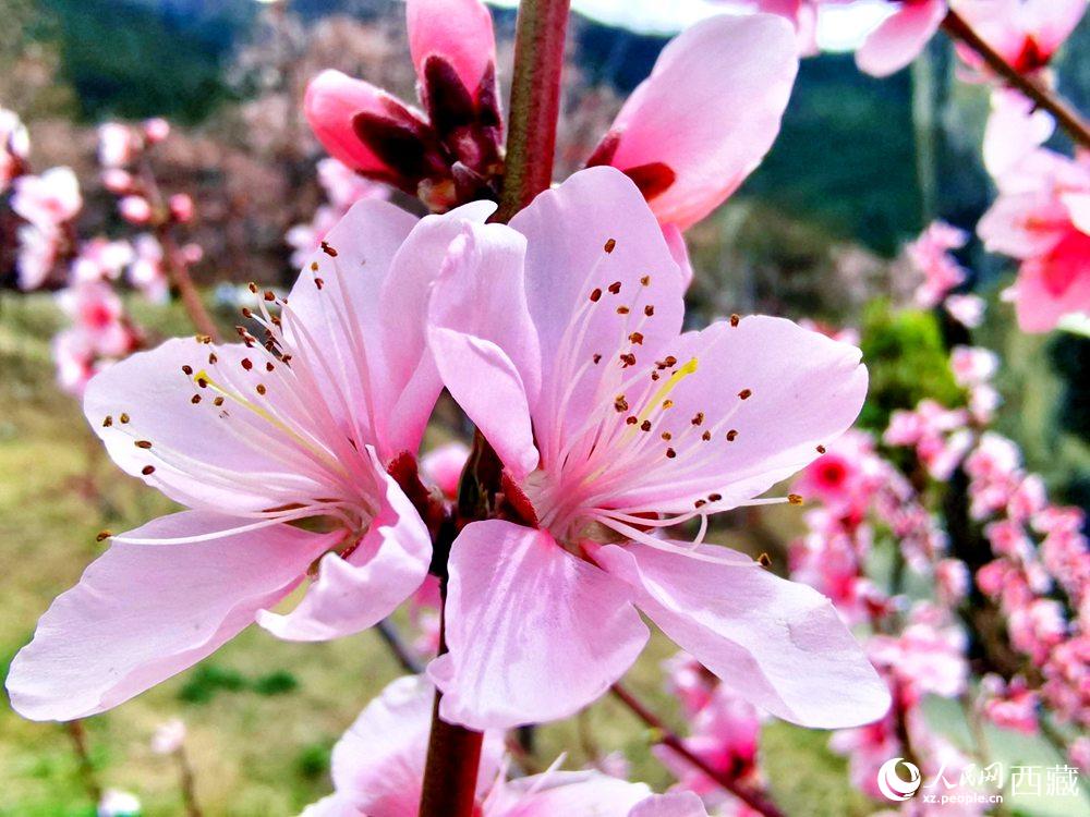 林芝桃花開。人民網(wǎng) 李海霞攝