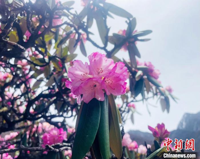 近日，西藏自治區(qū)山南市加查縣索囊溝的杜鵑花競(jìng)相綻放。　冉文娟 攝
