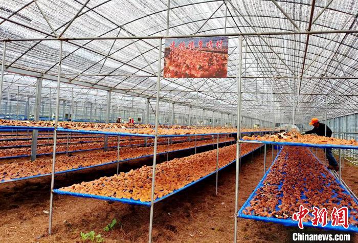 圖為紅太陽科技示范家庭農(nóng)場采收的靈芝?！∑酱胪喙﹫D