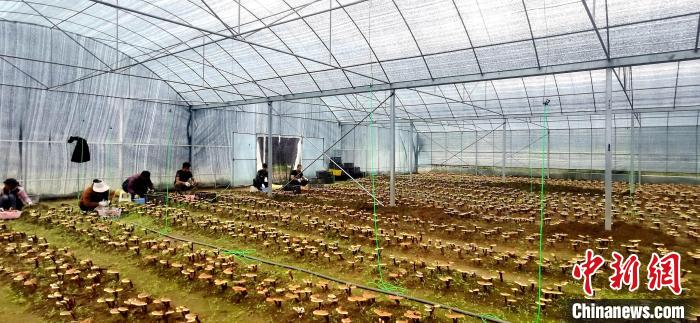 圖為紅太陽科技示范家庭農(nóng)場組織民眾采收靈芝。　平措旺青供圖