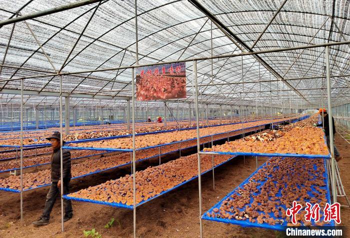 圖為紅太陽科技示范家庭農(nóng)場采收的靈芝。　平措旺青供圖