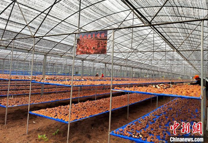 圖為紅太陽科技示范家庭農(nóng)場采收的靈芝?！∑酱胪喙﹫D