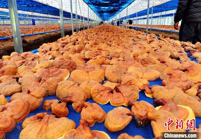 圖為紅太陽科技示范家庭農(nóng)場采收的靈芝?！∑酱胪喙﹫D