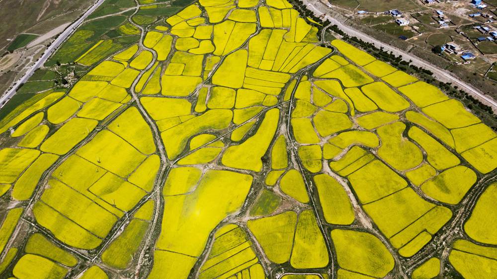 西藏墨竹工卡縣油菜農(nóng)田。