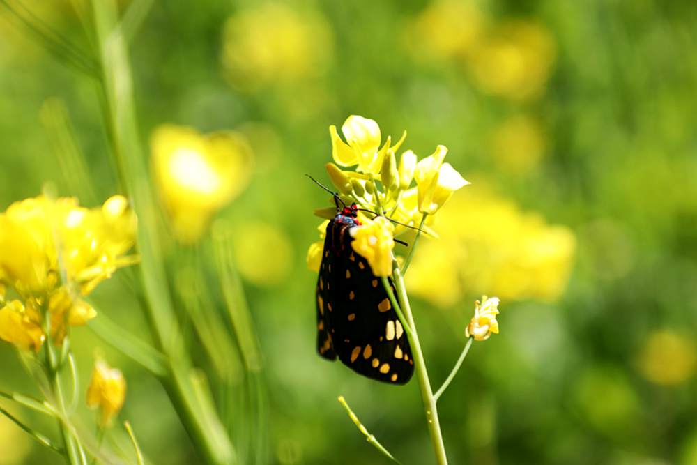 一只蝴蝶停留在油菜花上。