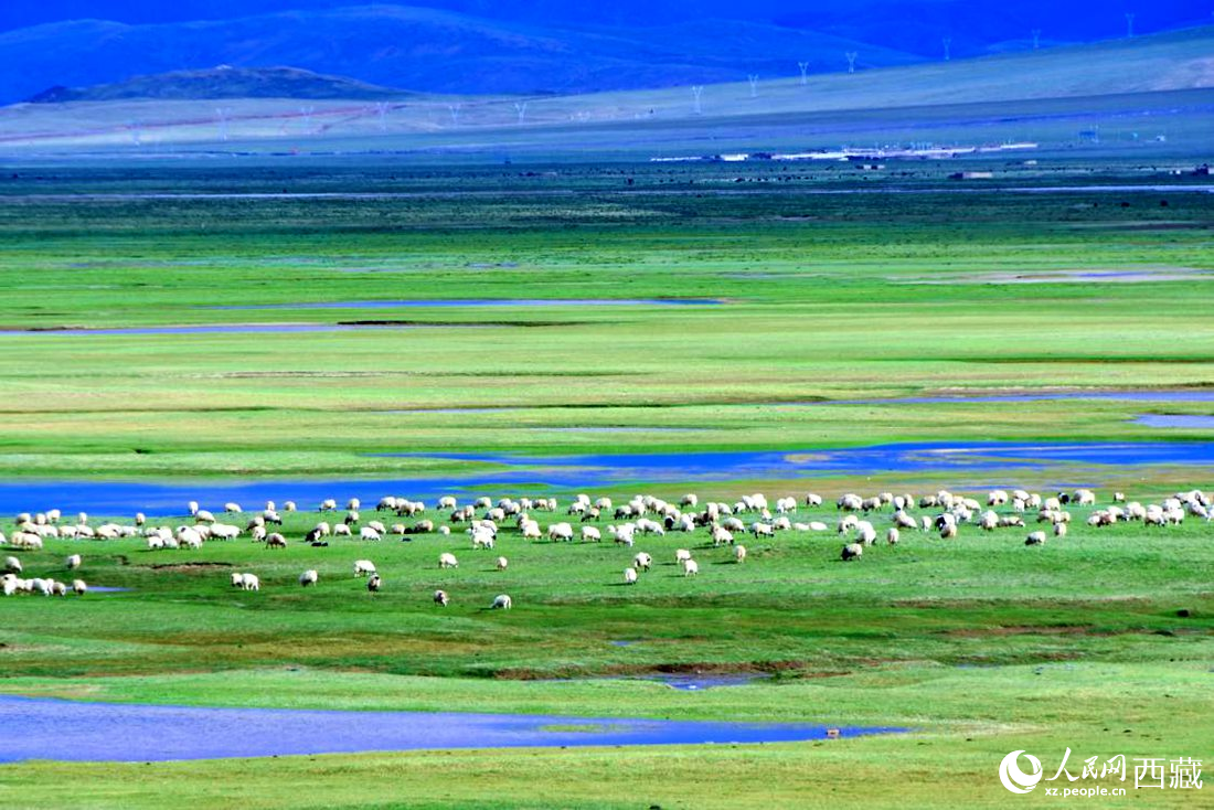 水草豐美的草原，牛羊悠閑覓食。人民網(wǎng) 李海霞攝