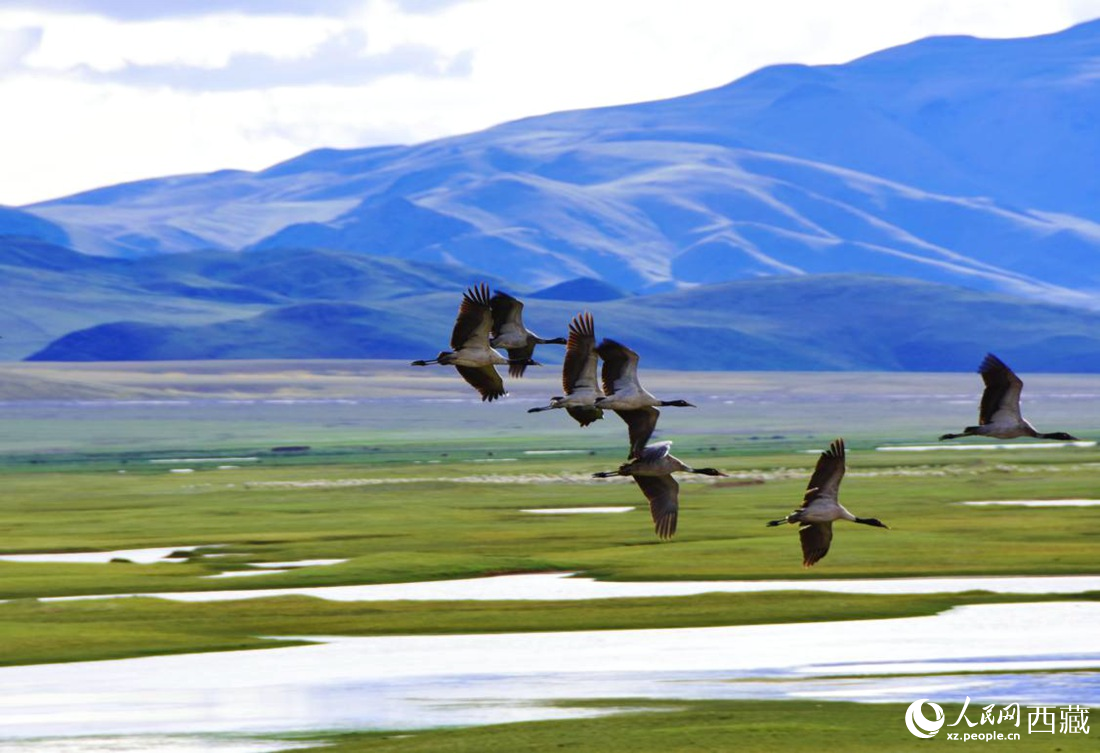 黑頸鶴在草原起舞。人民網(wǎng) 李海霞攝