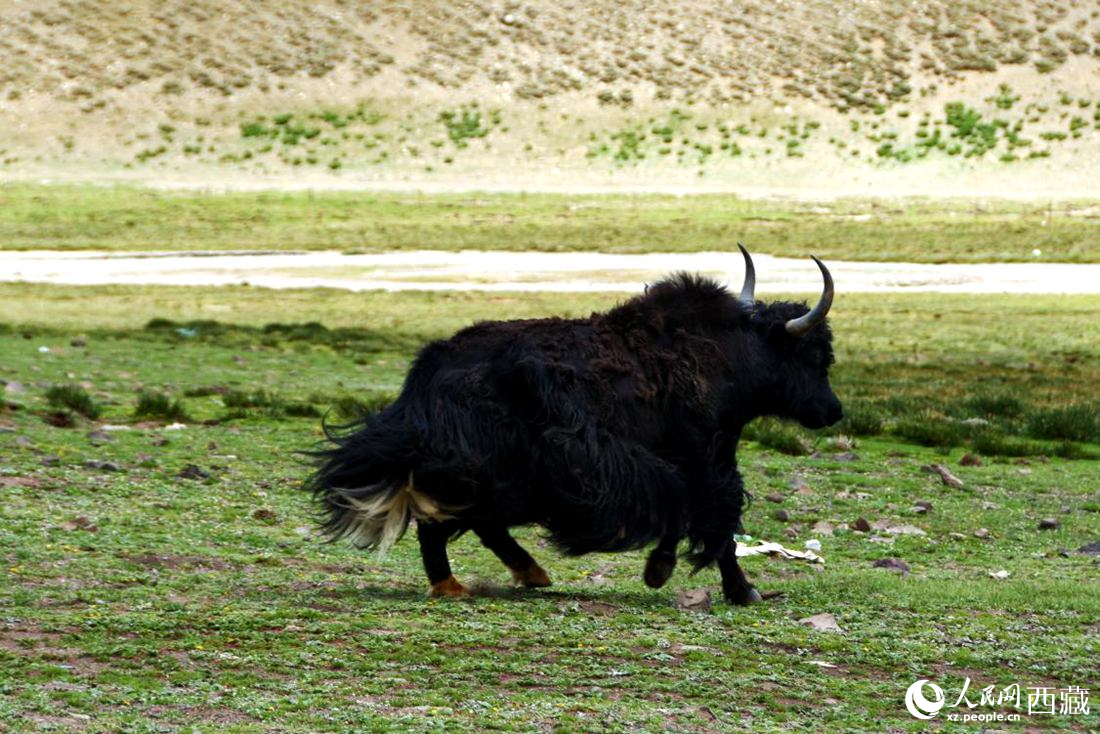 牦牛在草原撒歡兒。人民網(wǎng) 李海霞攝