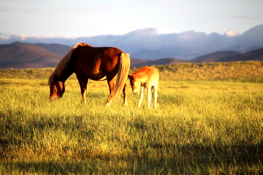馬兒在草地上覓食。普布桑杰攝